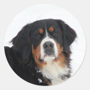 Sticker Rond Chien de montagne bernois personnalisable