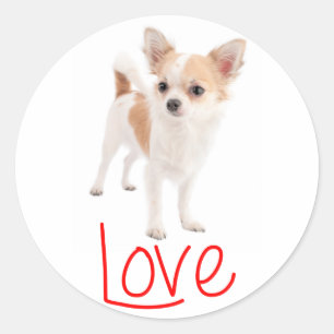 Sticker Rond Chien de race Chihuahua aux longs poils mignon