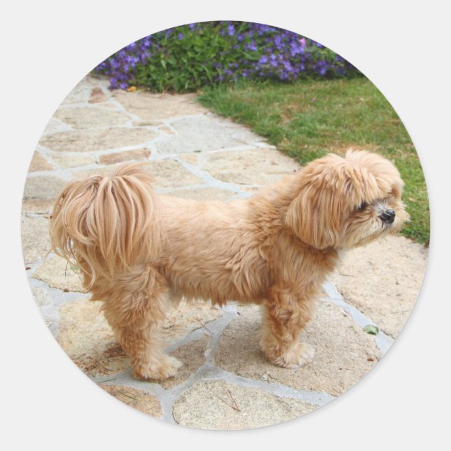 Sticker Rond Chien de Red Lhasa Apso (Devant)