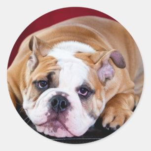 Sticker Rond Chien de taureau anglais