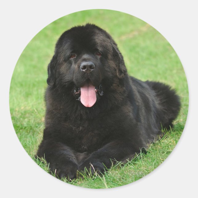 Sticker Rond Chien de Terre (Devant)