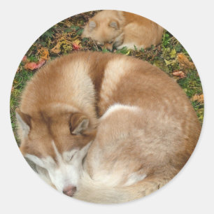 Sticker Rond Chien de traîneau sibérien et Spitz Pomeranian d