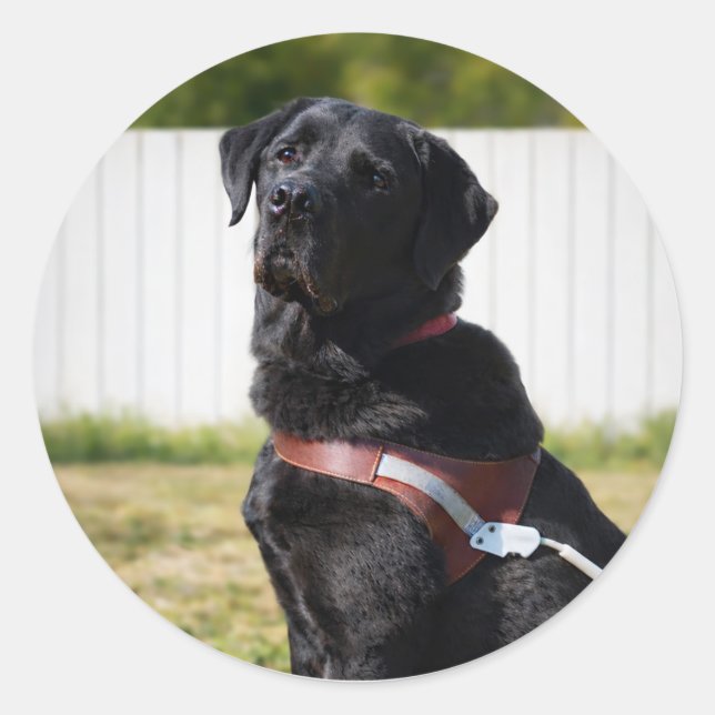 Sticker Rond Chien Guide Enveloppe Scellée – Labrador NoirSages (Devant)