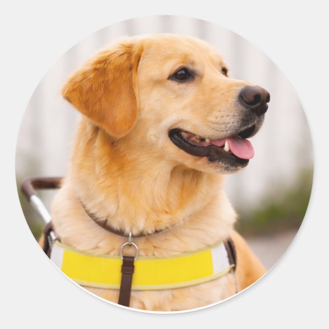 Sticker Rond Chien Guide Golden Retriever Profil Droit (Devant)