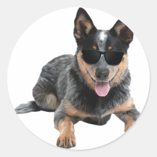 Sticker Rond Chien Heeler De Bovins Australien Dans Avion