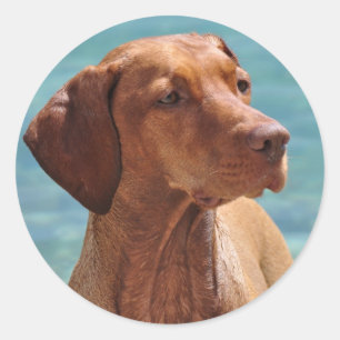 Sticker Rond Chien Magyar Vizsla