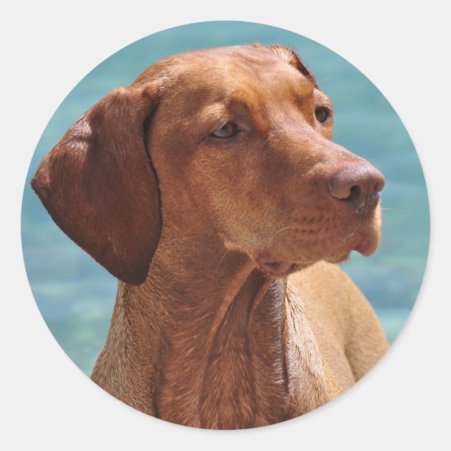 Sticker Rond Chien Magyar Vizsla (Devant)