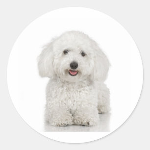 Sticker Rond Chien maltais blanc