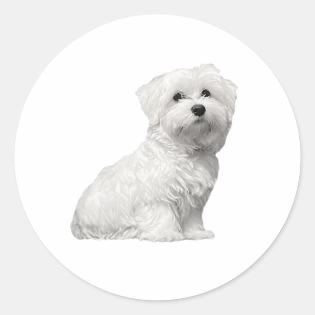 Sticker Rond Chien maltais mignon assis chiot (Devant)