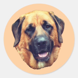 Sticker Rond Chien Mastiff américain