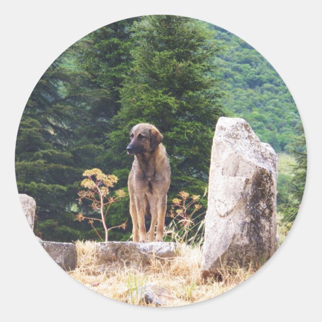 Sticker Rond Chien pasteur anatolien - Ephèse, Turquie (Devant)