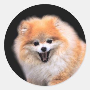 Sticker Rond Chien Poméranien mignon riant