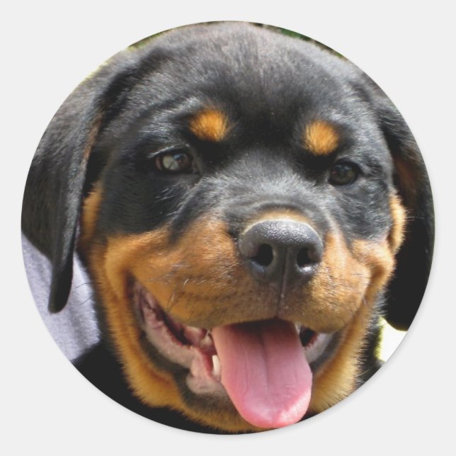 Sticker Rond Chien Rottweiler (Devant)