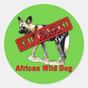 Sticker Rond Chien sauvage africain Produits animaux en danger
