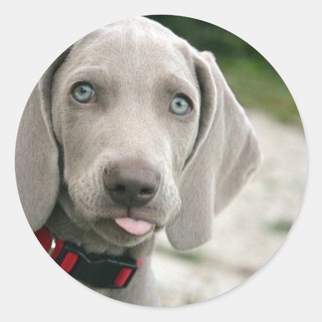 Sticker Rond Chien sortant la langue (Devant)