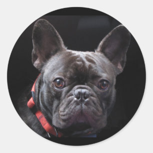 Sticker Rond Chien-taupe français mignon
