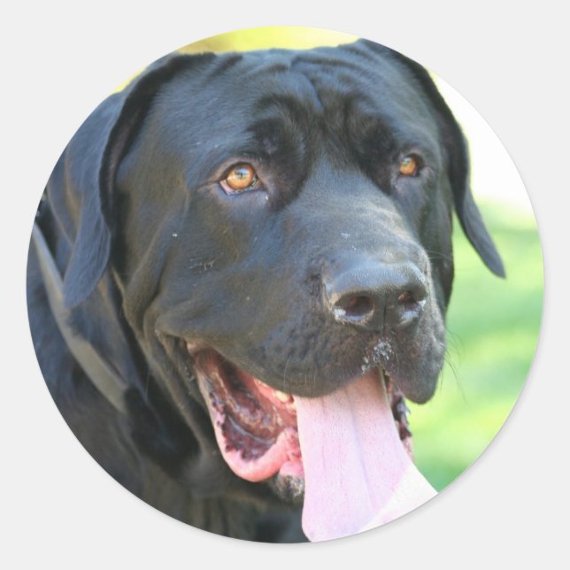 Sticker Rond Chien Tosa Inu (Devant)