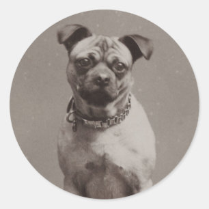 Sticker Rond Chien vintage