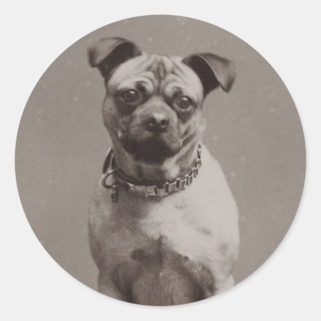 Sticker Rond Chien vintage (Devant)