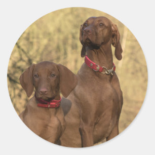 Sticker Rond Chiens de chasse de la Vizsla - Hounds de chasse -