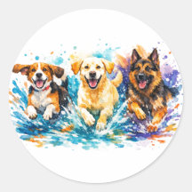 Chiens éclaboussant