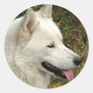 Sticker Rond Chiens malamutés de l'Alaska