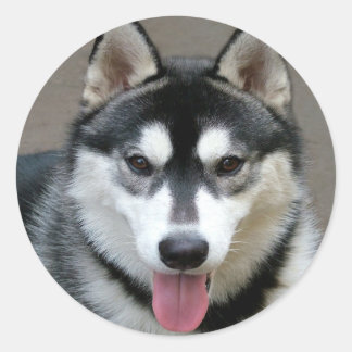 Sticker Rond Chiens malamutés de l'Alaska