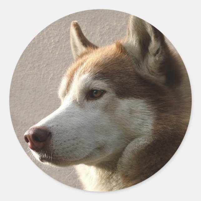 Sticker Rond Chiens sibériens Husky (Devant)