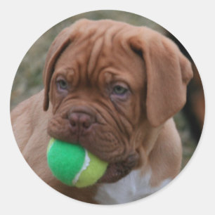 Sticker Rond Chiffre français Mastiff