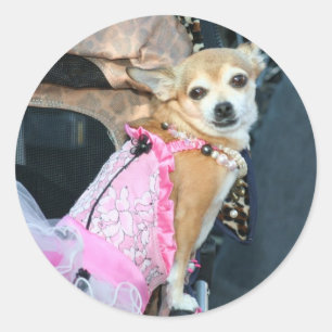 Sticker Rond Chihuahua
