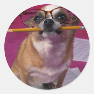 Sticker Rond Chihuahua au crayon