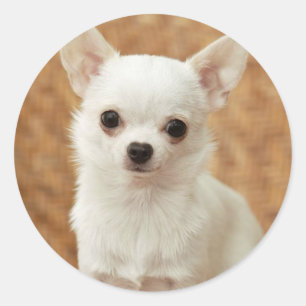 Sticker Rond Chihuahua blanc