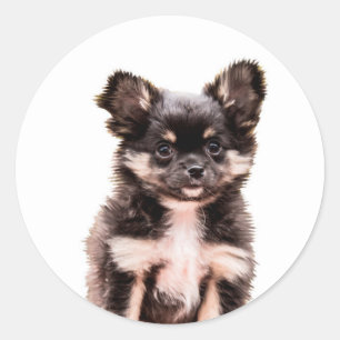Sticker Rond Chihuahua Chien chiot