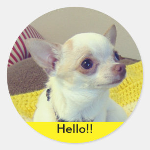 Sticker Rond Chihuahua chiot