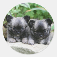 Chihuahua Chiuppies