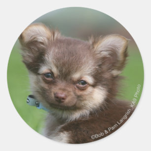 Sticker Rond Chihuahua Chiuppy regardant la caméra