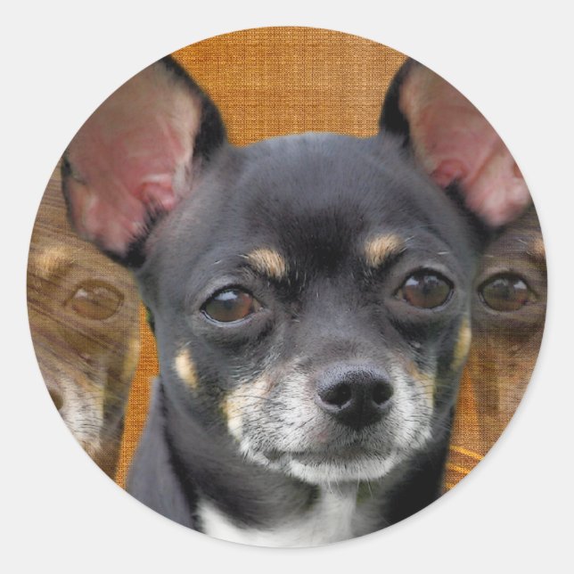 Sticker Rond Chihuahua Isabella Croissant de Lune (Devant)