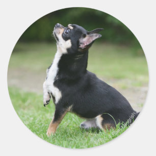 Sticker Rond Chihuahua noir et crème