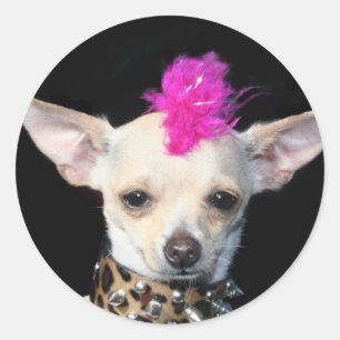 Sticker Rond Chihuahua Punk