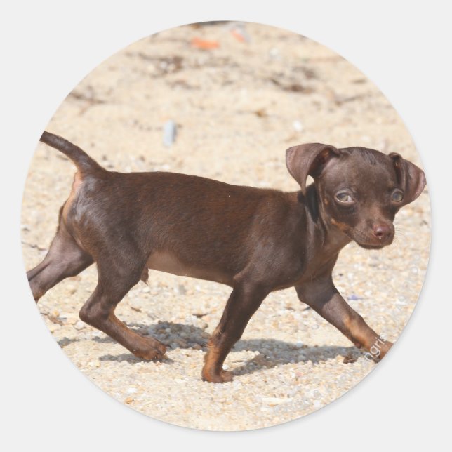 Sticker Rond Chihuahua Puppy Walking (Devant)