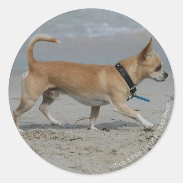 Sticker Rond Chihuahua sur la plage (Devant)