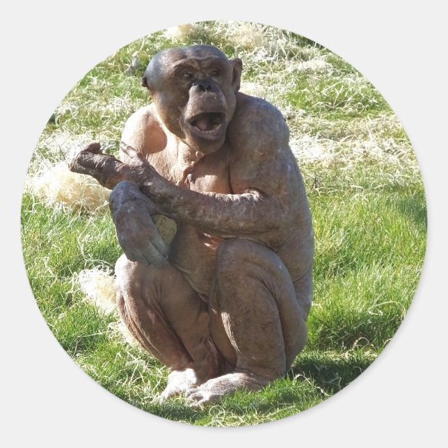 STICKER ROND CHIMPANZÉ (Devant)