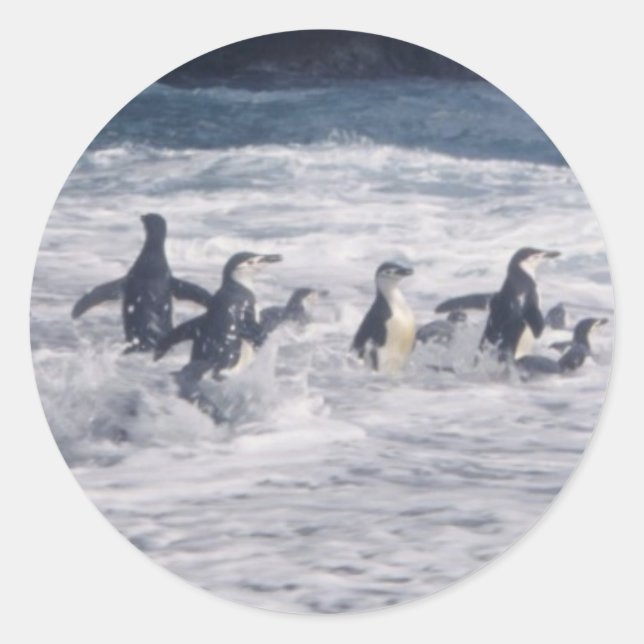 Sticker Rond Chinstrap Penguins dans le surf de plage (Devant)