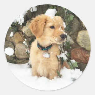 Sticker Rond Chiot à neige
