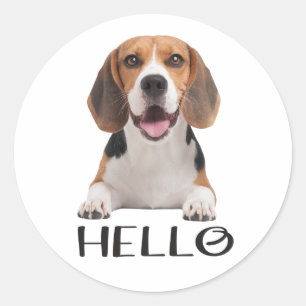 Sticker Rond Chiot Beagle Mignon Chien Bonjour Tu Me Manques Am