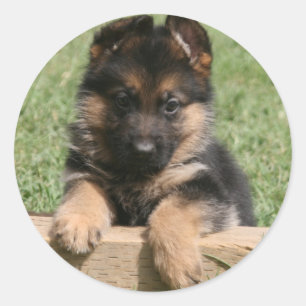 Sticker Rond Chiot berger allemand