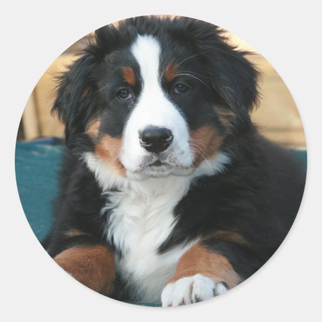 Sticker Rond chiot bernais (Devant)