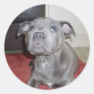 Sticker Rond Chiot bleu Sooky Staffordshire Bull Terrier