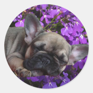 Sticker Rond Chiot Bouledogue Français