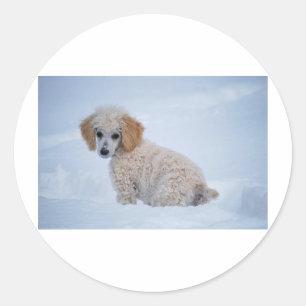 Sticker Rond Chiot de caniche blanc précieux dans la neige
